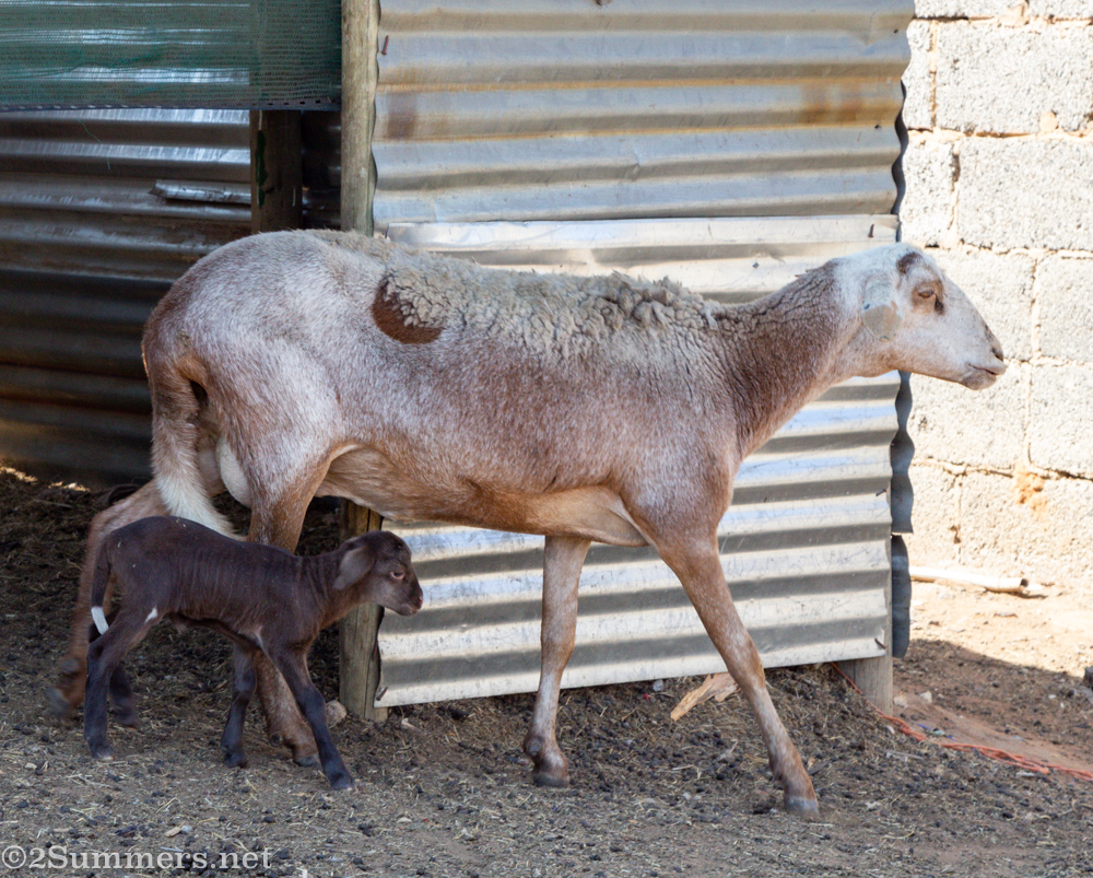 Sheep at Leboland