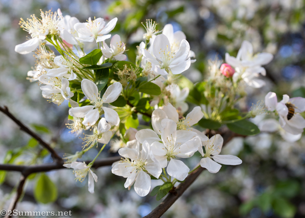 Cherry blossoms