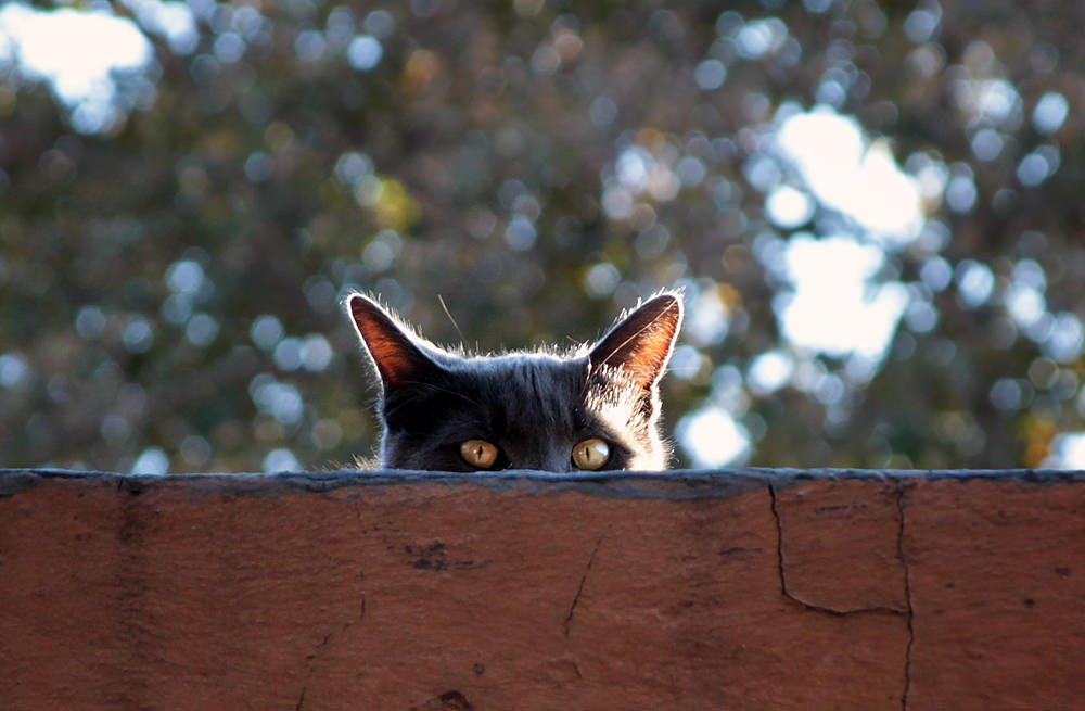 Smokey on the roof