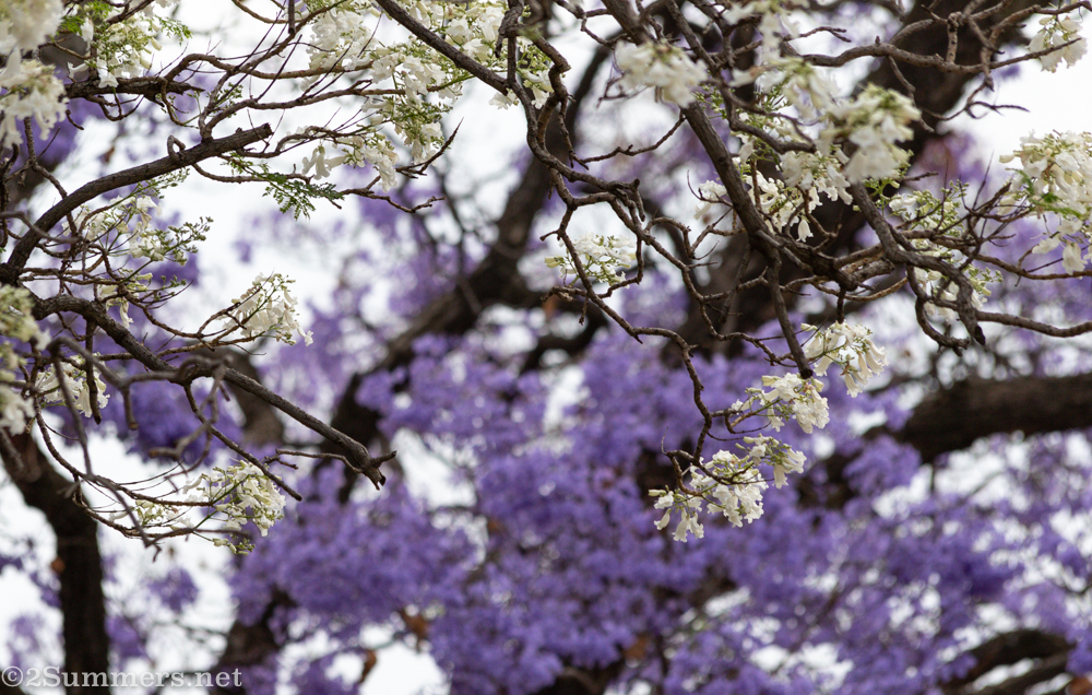 White and purple