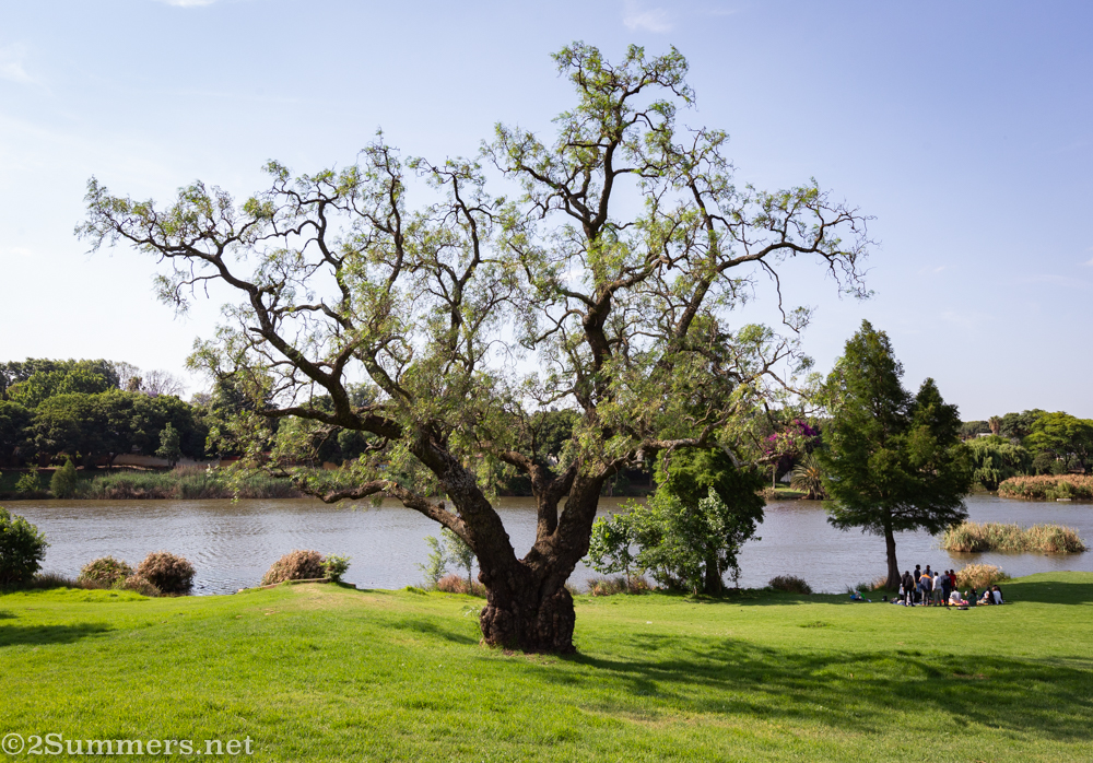 Pepper tree