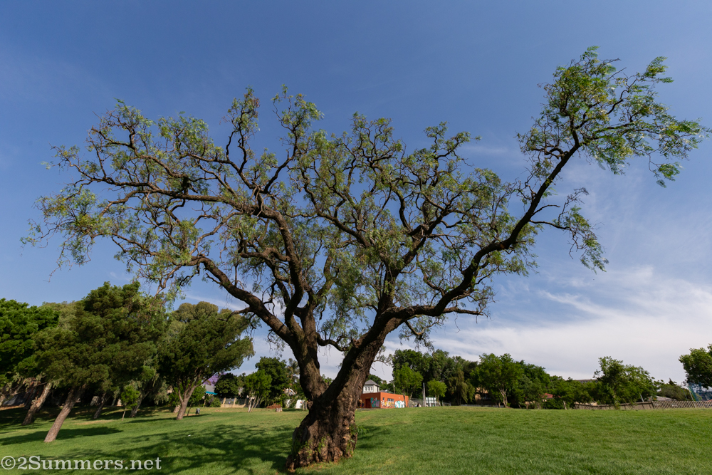 Pepper tree again