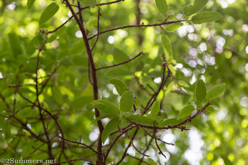 Fig leaves