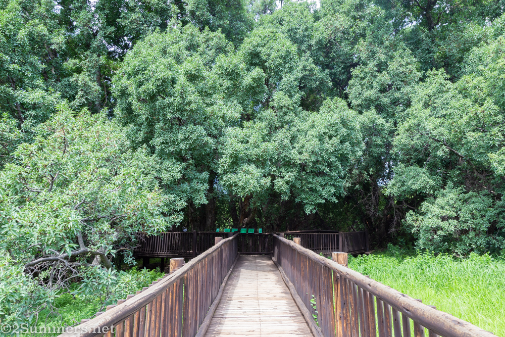 Wonderboom walkway