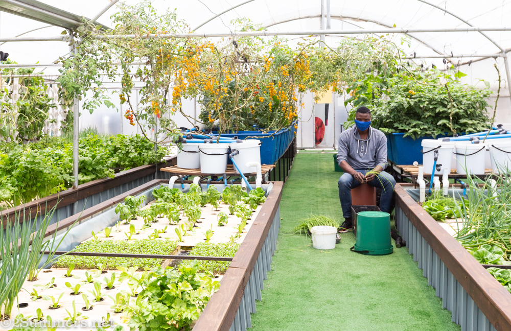 Aquaponic garden