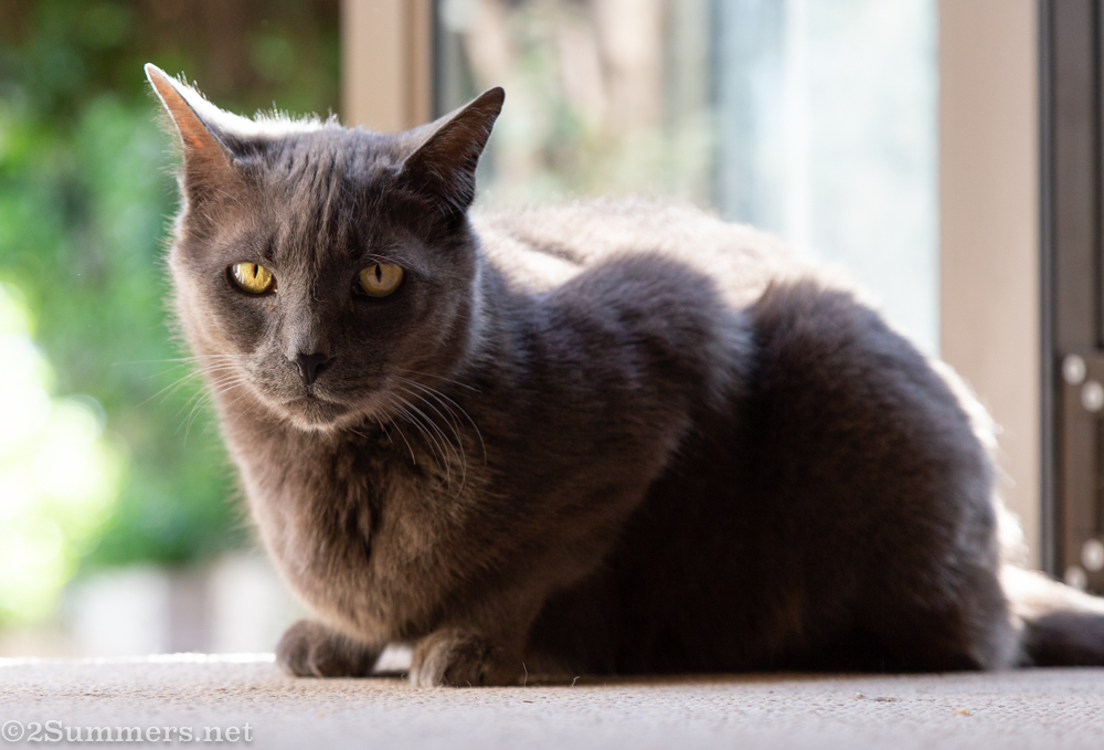 Smokey in September 2020