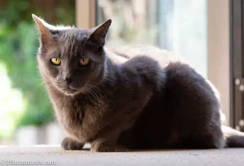 Smokey in September 2020
