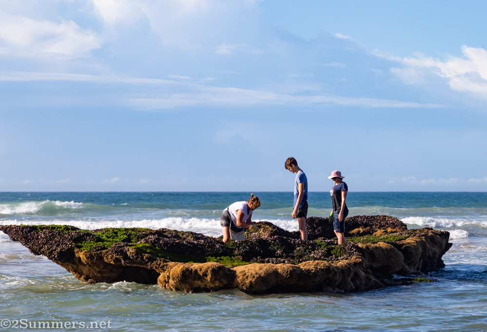 Mussel collection