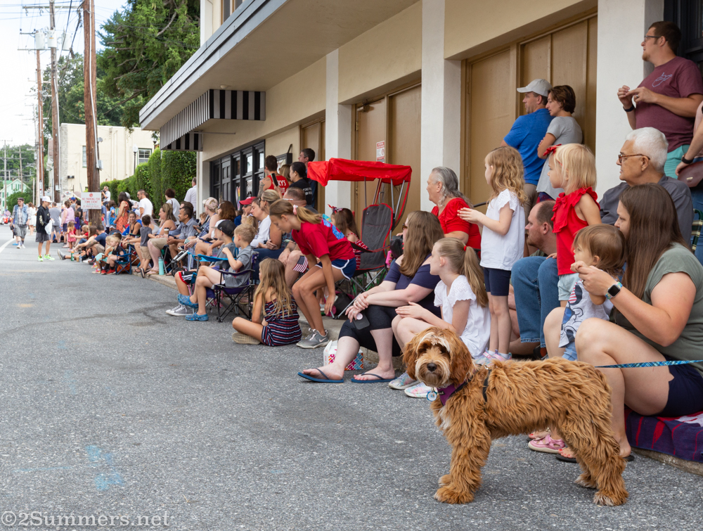 Dog at the parade