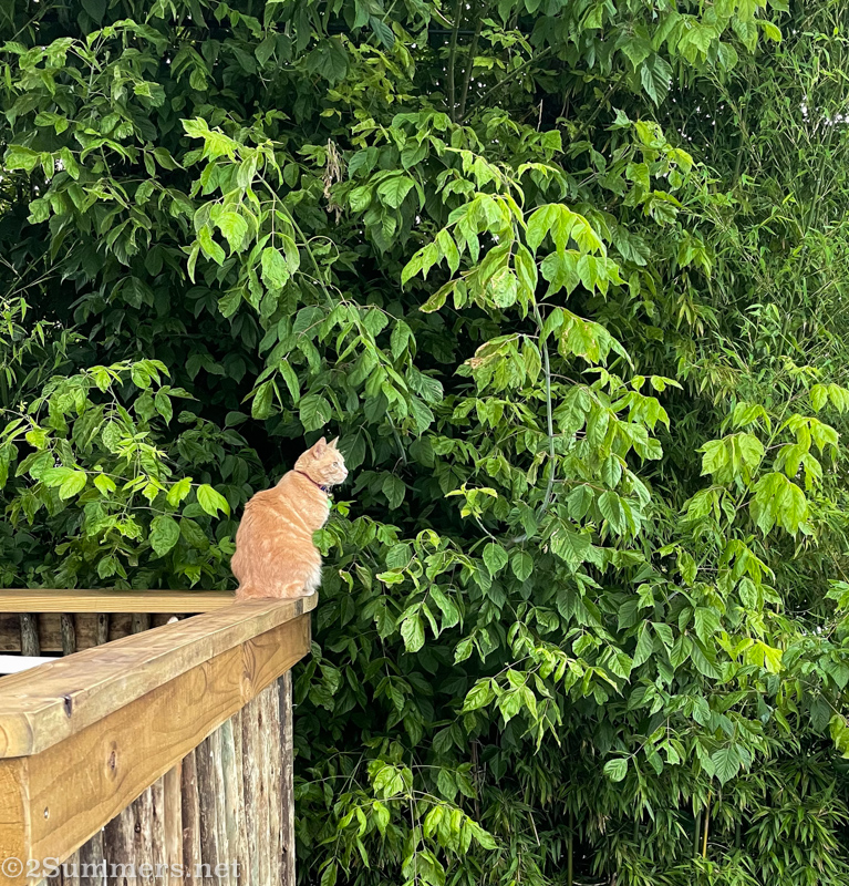 Trixie on the deck