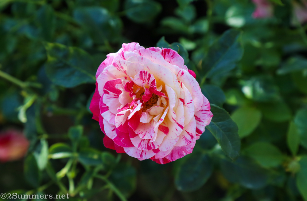 Rainbow Nation rose