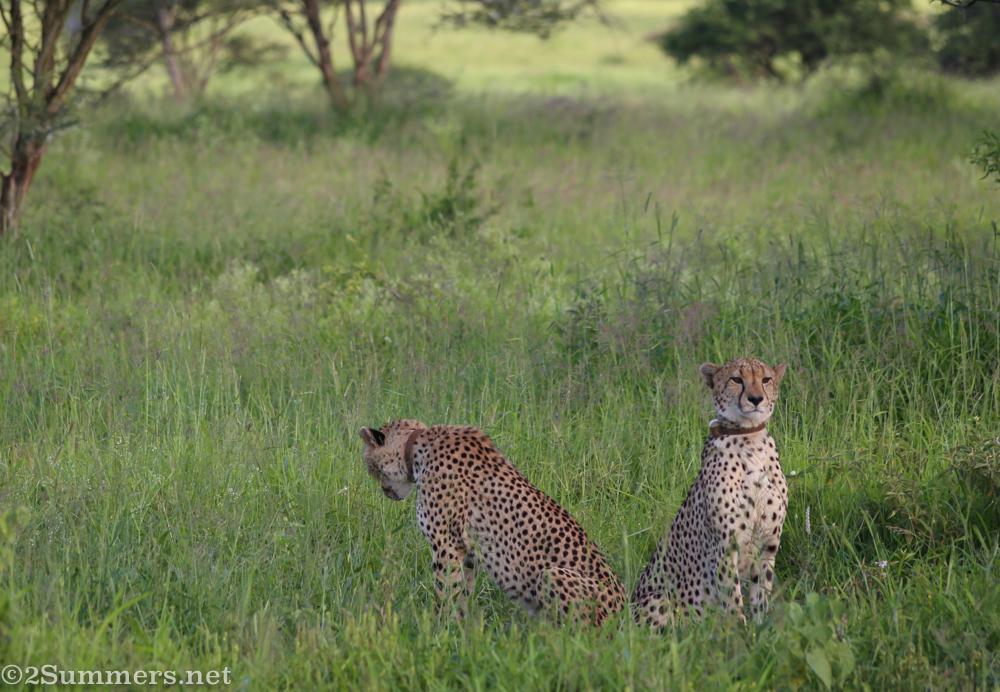 Cheetah brothers at Thanda