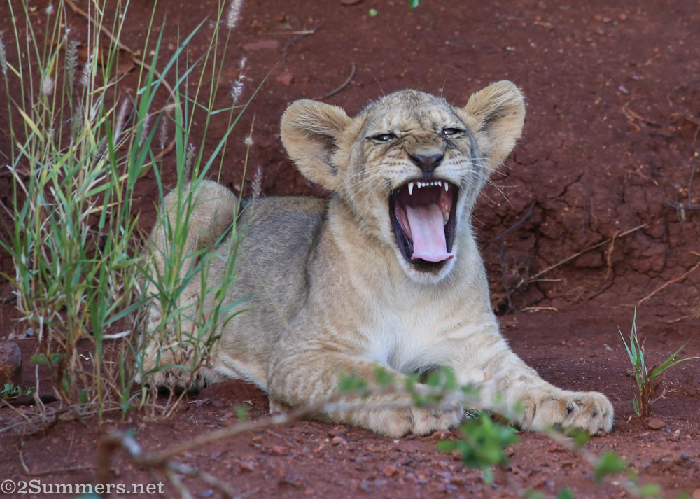 Thanda lion cub