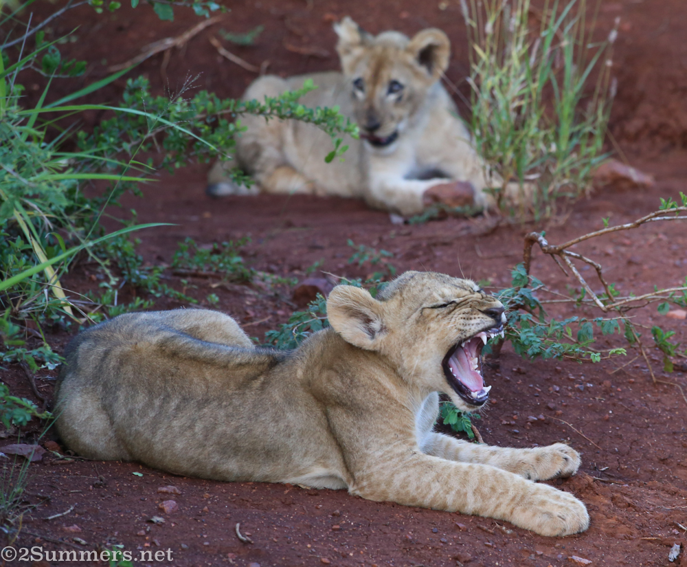 Yawning lion cub