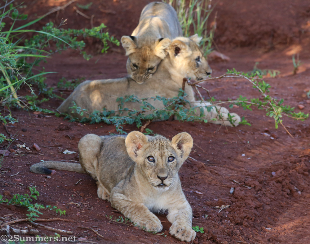 Lion cub llitter