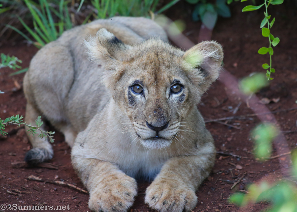 Thanda lion cub
