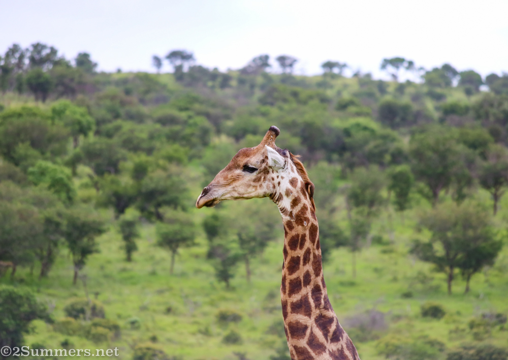 Giraffe