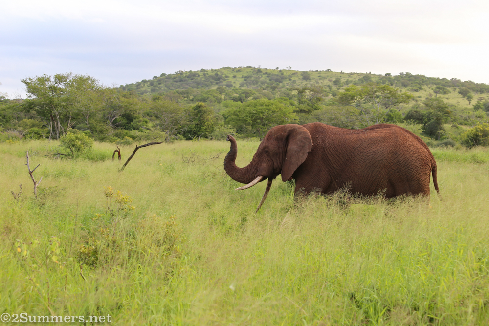 Male elephant