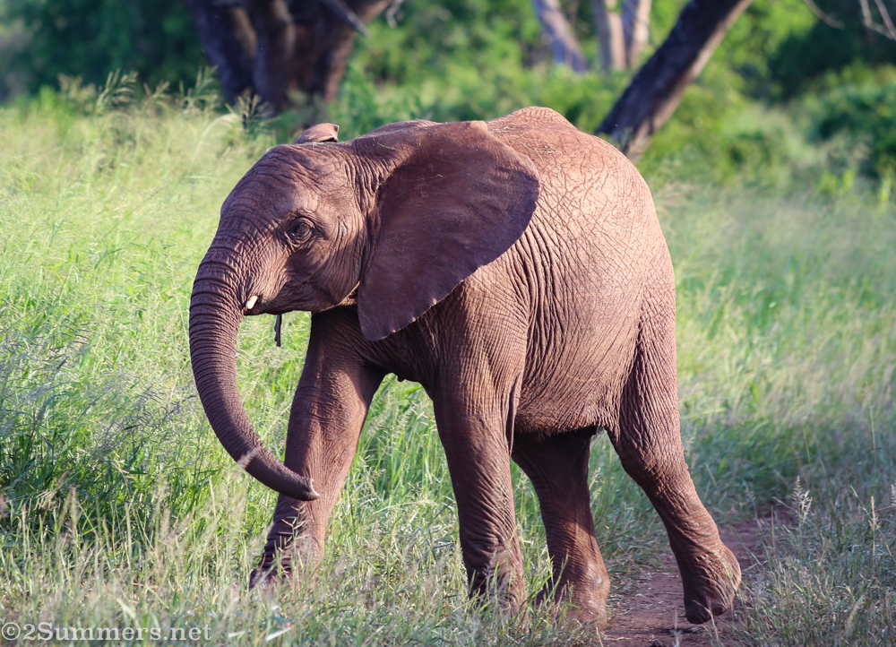 Baby elephant
