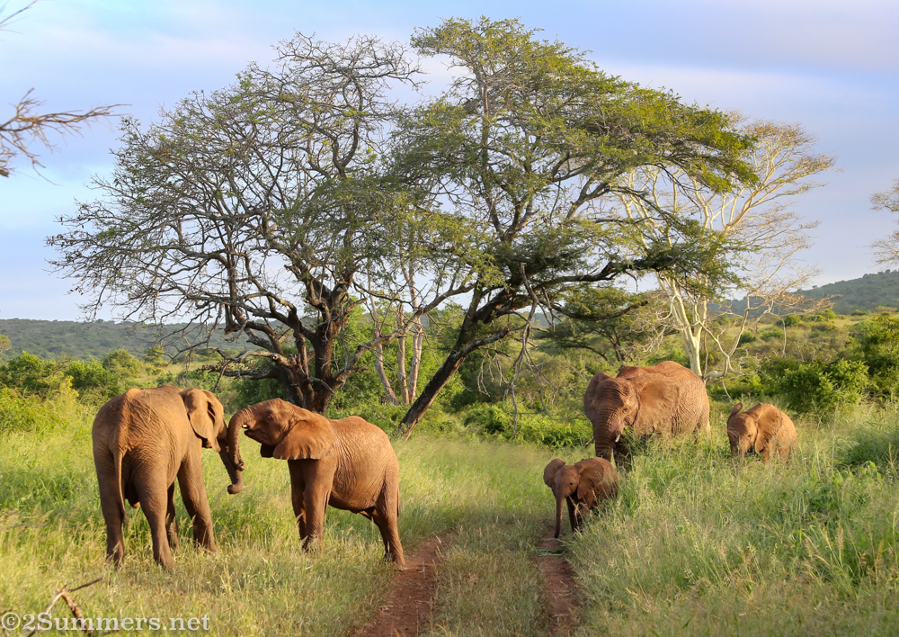 Herd of elephants