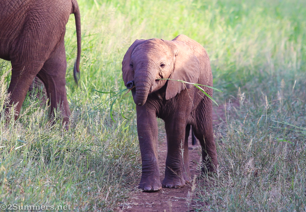 Baby elephant holding grass