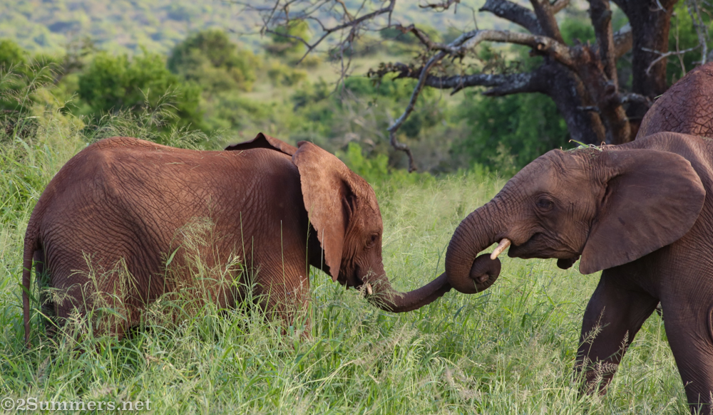Young elephants playing
