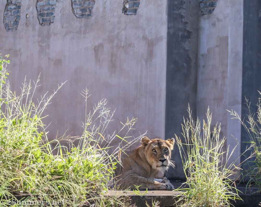 Lioness in an abandoned building