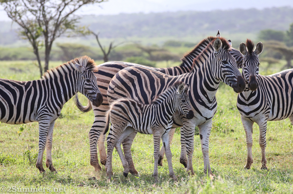 Zebras at Thanda