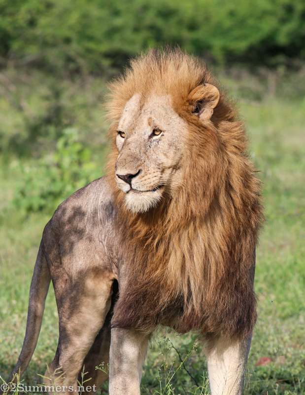 Male grown lion