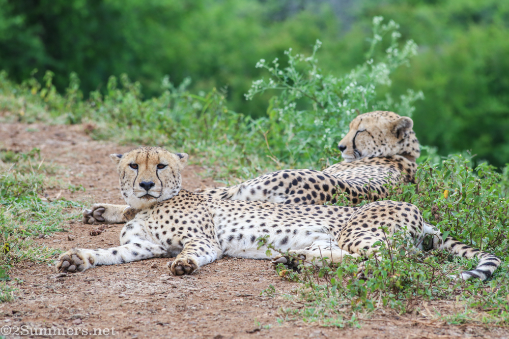 Cheetahs