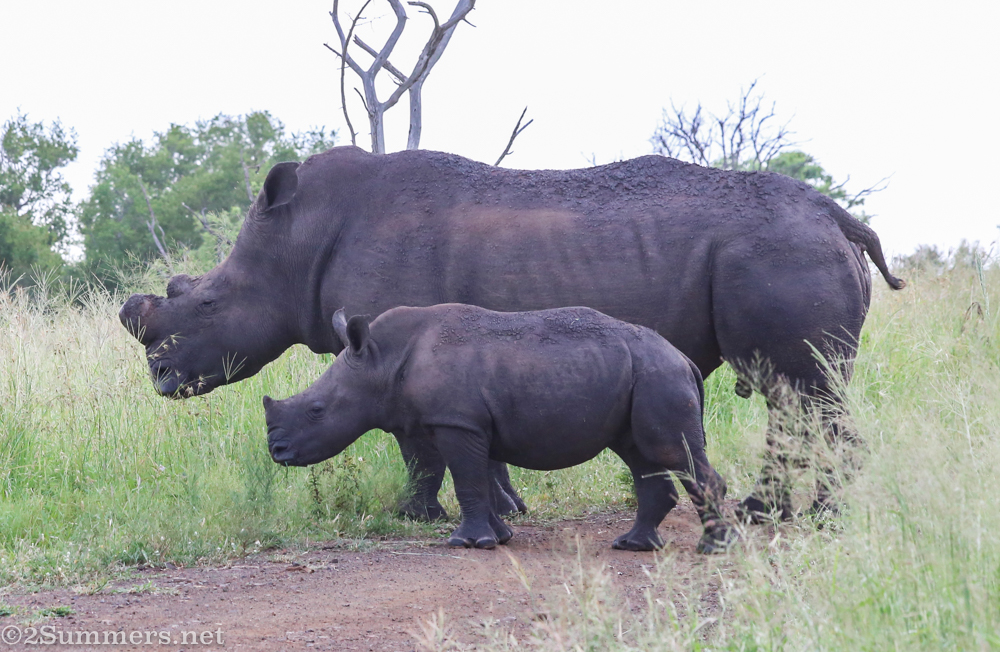 Rhinos at Thanda