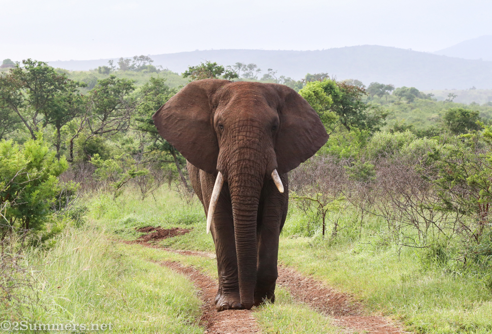 Male elephant at Thanda