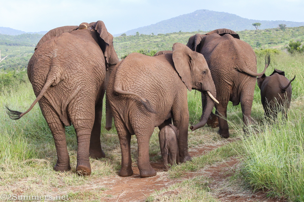 Elephant butts and tiny calf