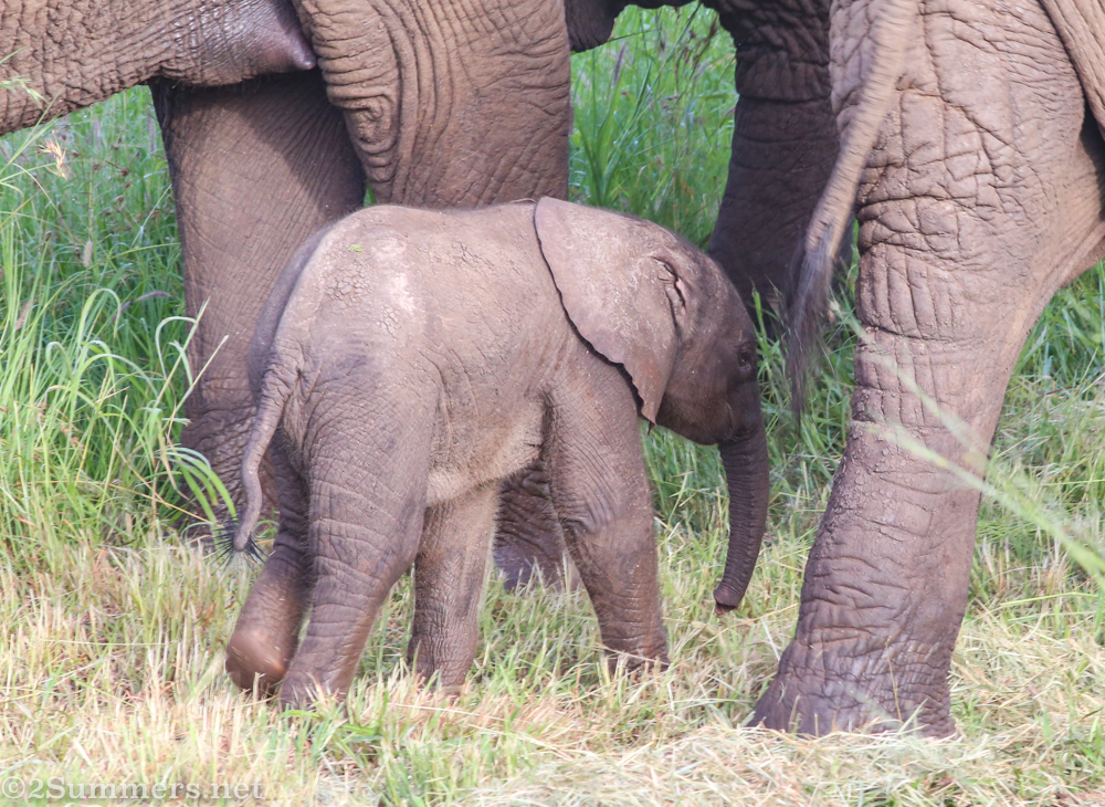 Baby elephant