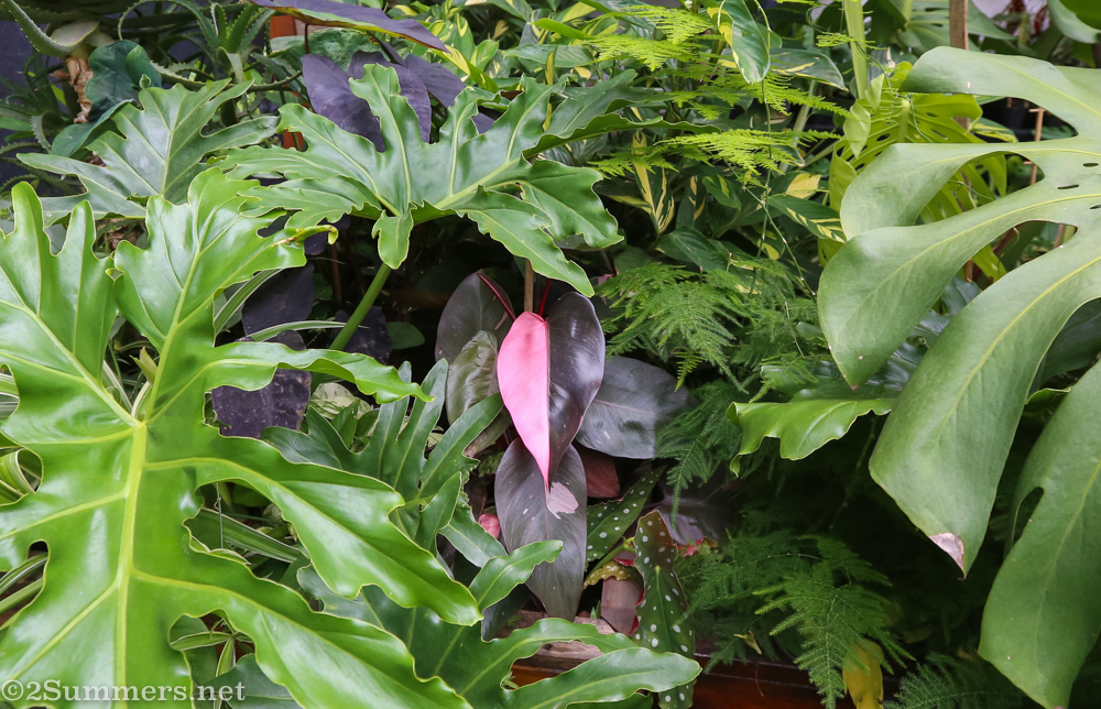 Half-pink leaf