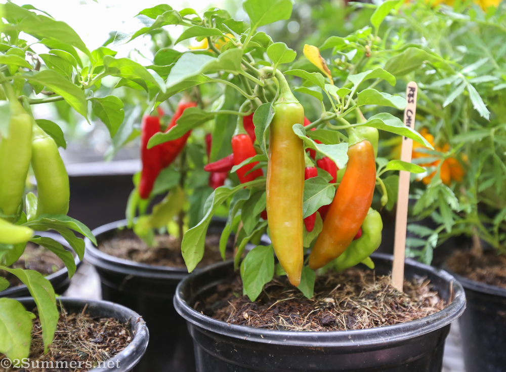 Chilli plant at JFF