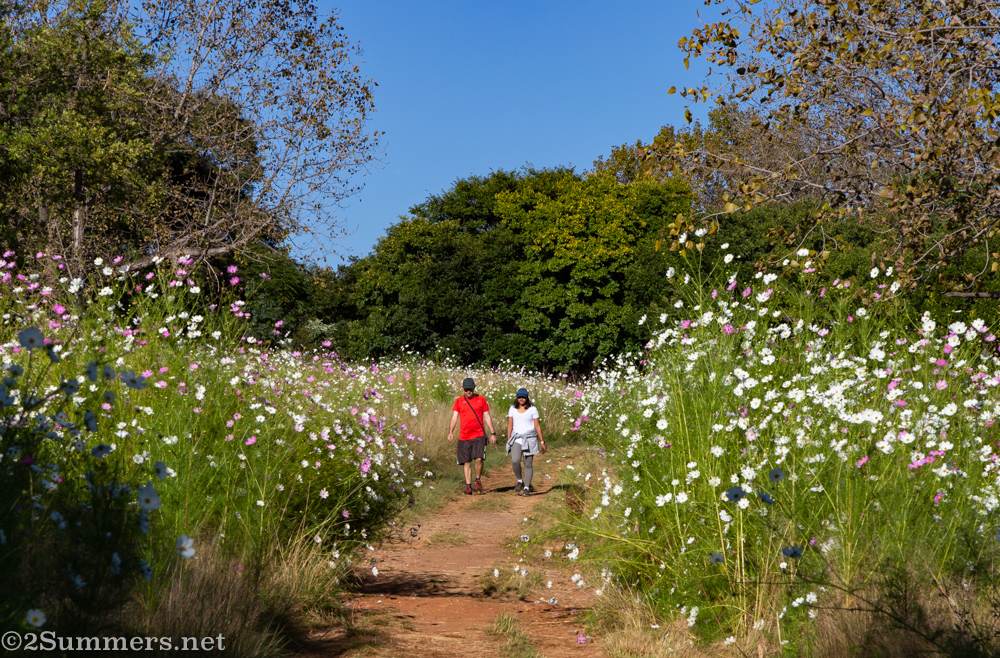 Walking in cosmos