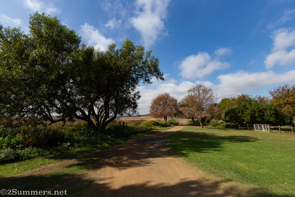 Sneezewood driveway