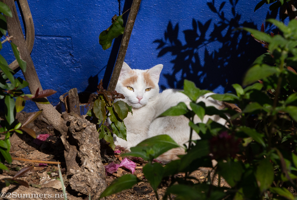Cat at David Krut
