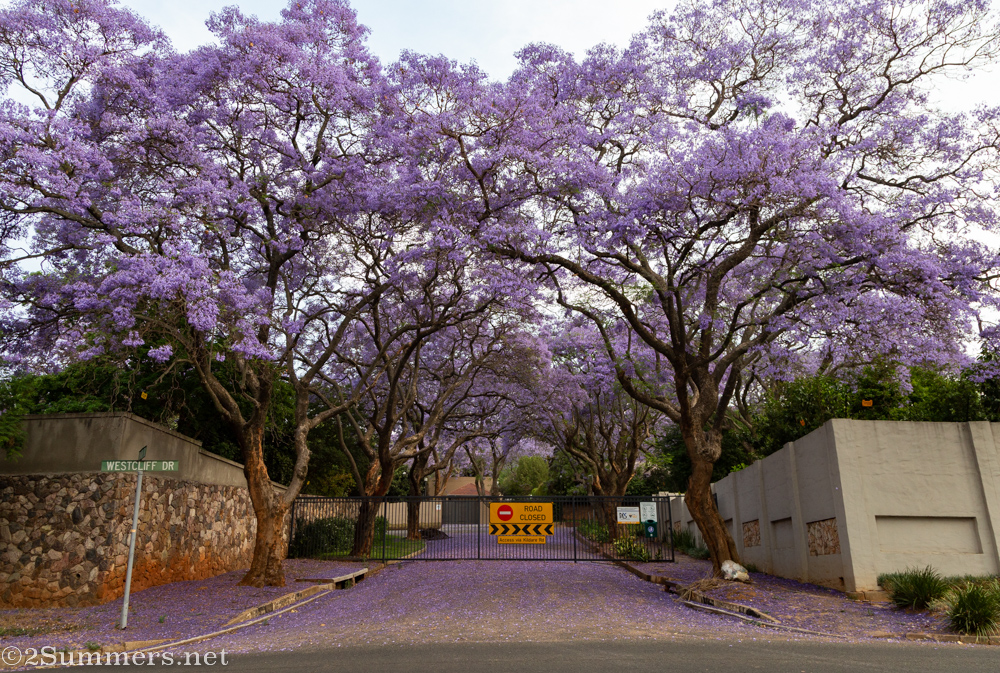 Purple Wescliff