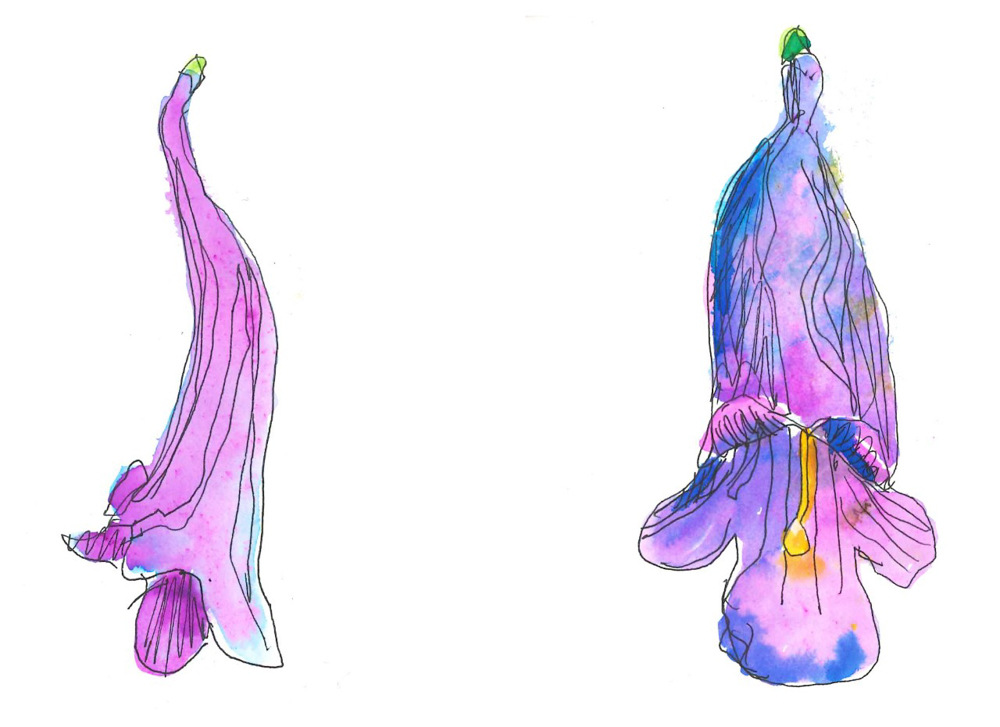 Flower sketch