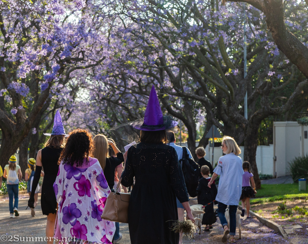 Purple witch hats