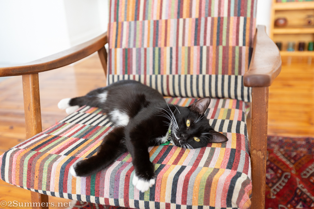 Brixie the cat
