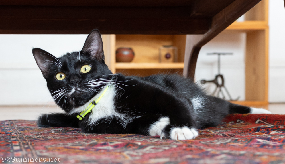 Brixie under chair