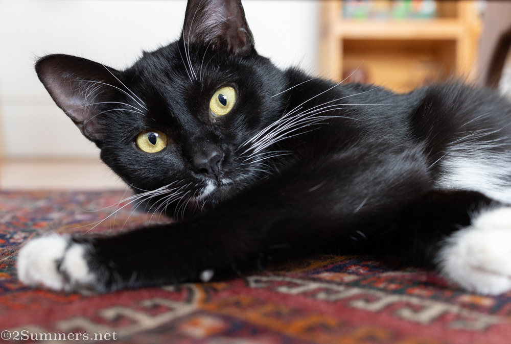 Brixton the cat