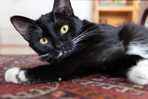 Brixton the cat