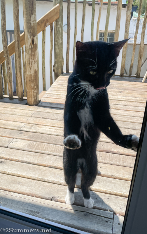 Brixie outside