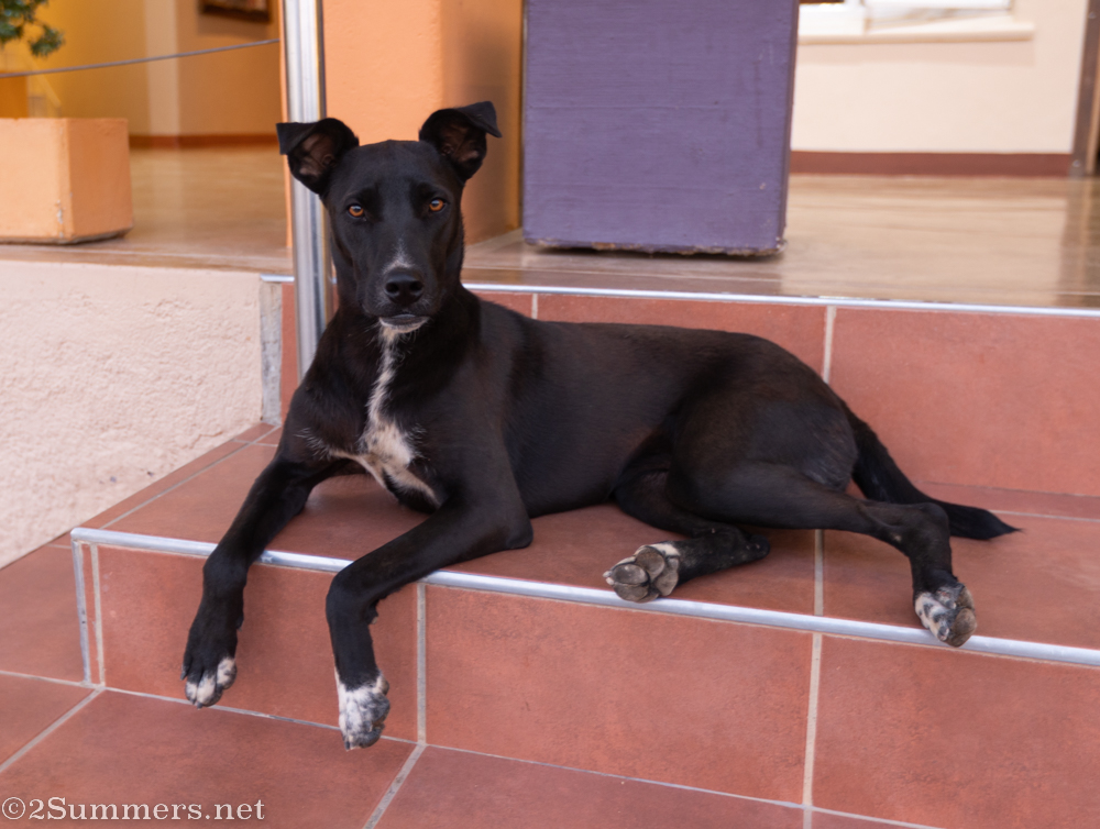 Blackie, dog of Aus