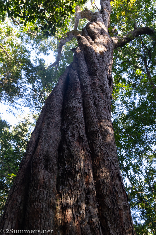 Tsitsikamma tree