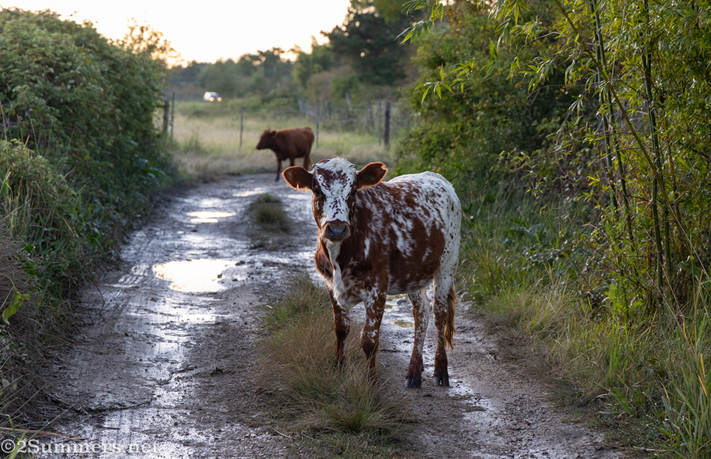 Cow in Surrbraak